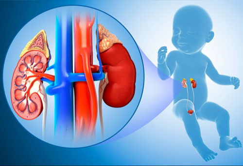 Paediatric Urologist